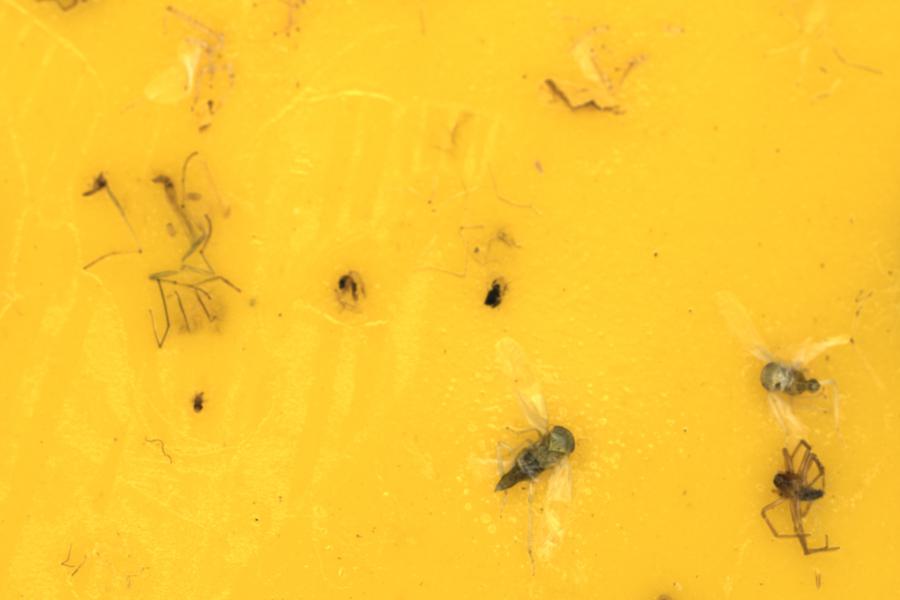 Image 17